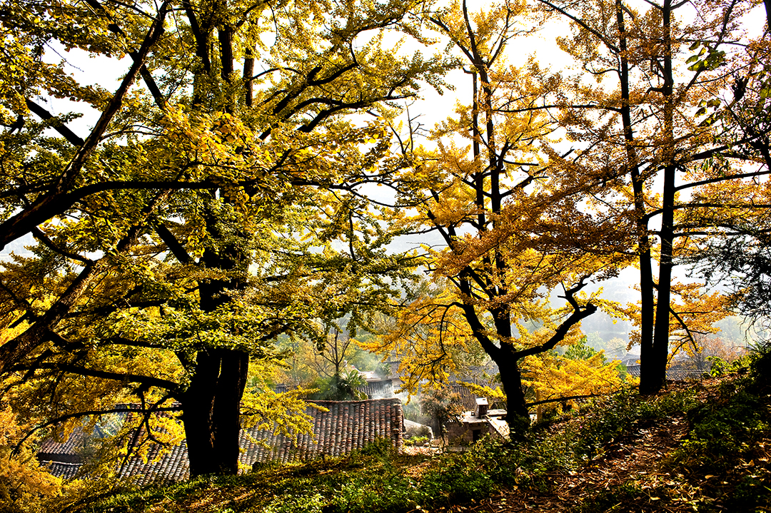村史村事百村行 | 妥乐村：开启“金彩”村落的三个神奇“密码”