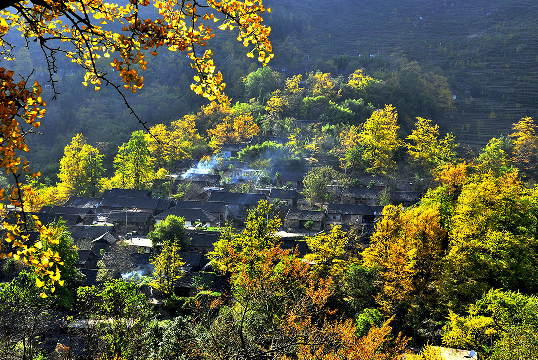 世界古银杏之乡,你知道是哪里吗？