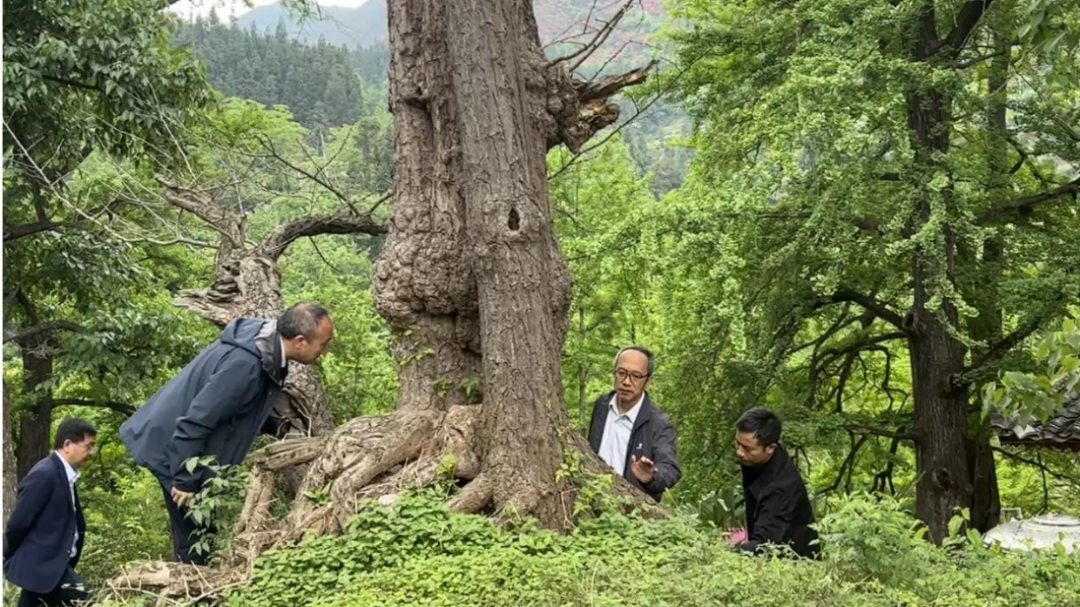 国家古树专家组赴妥乐调研指导古树保护工作