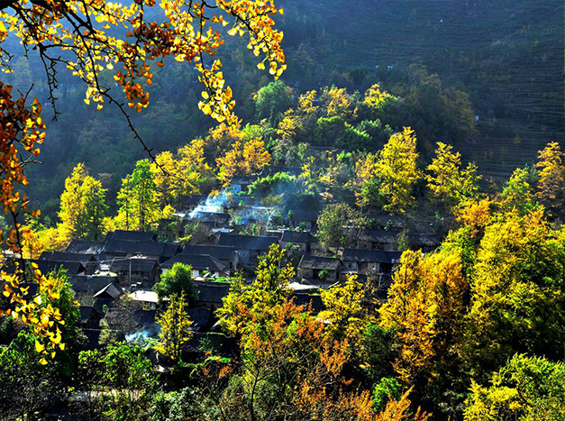 事关古树名木保护！2025年3月15日起施行